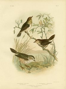斑点ワーブラー、1891 作： Gracius Broinowski
